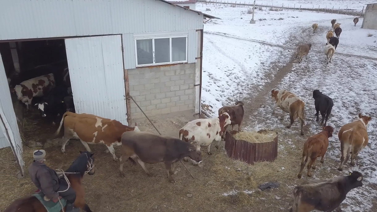 Бакай Банк © Новости | Ветеринар взял агрокредит и привез элитных коров .